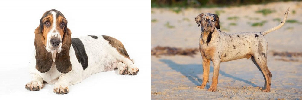Catahoula Cur vs Basset Hound - Breed Comparison