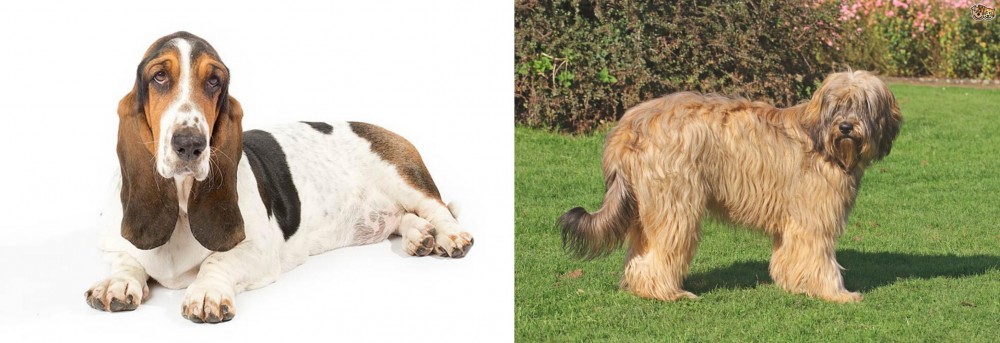 Catalan Sheepdog vs Basset Hound - Breed Comparison