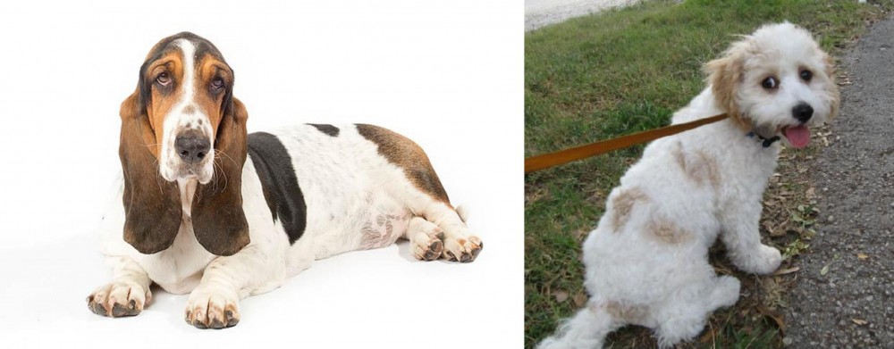 Cavachon vs Basset Hound - Breed Comparison