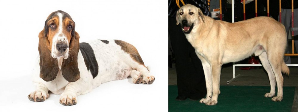 Central Anatolian Shepherd vs Basset Hound - Breed Comparison