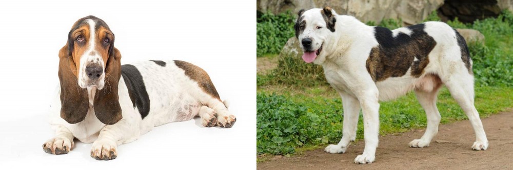 Central Asian Shepherd vs Basset Hound - Breed Comparison