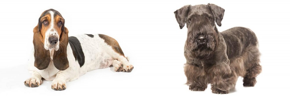 Cesky Terrier vs Basset Hound - Breed Comparison