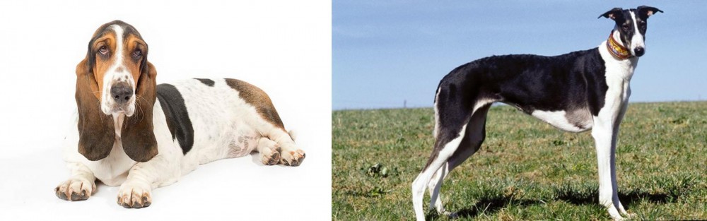 Chart Polski vs Basset Hound - Breed Comparison
