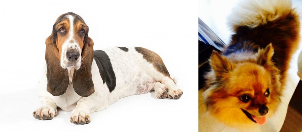 Chiapom vs Basset Hound - Breed Comparison