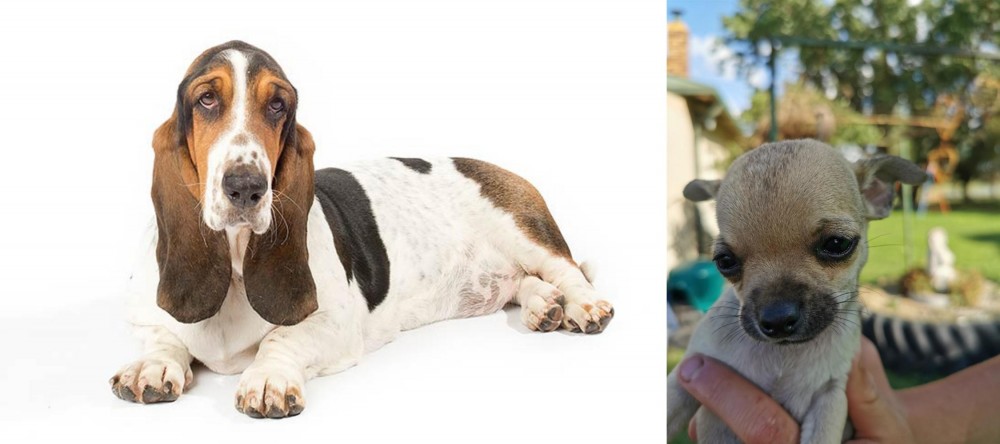 Chihuahua vs Basset Hound - Breed Comparison