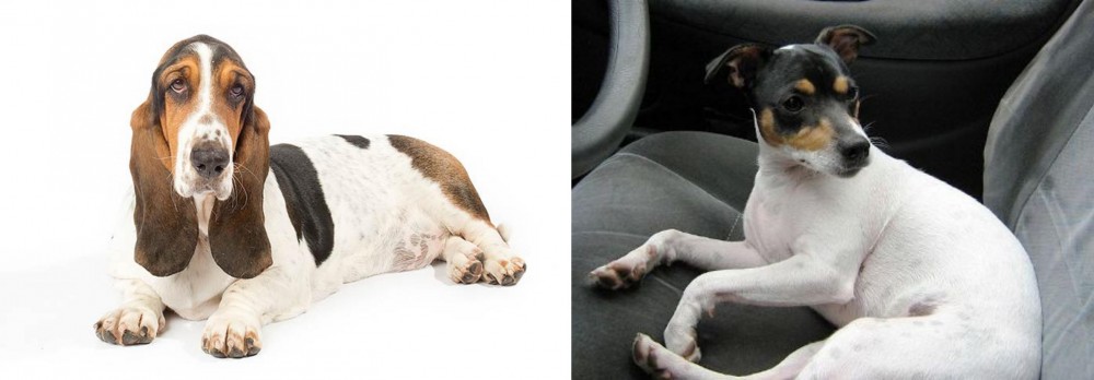Chilean Fox Terrier vs Basset Hound - Breed Comparison