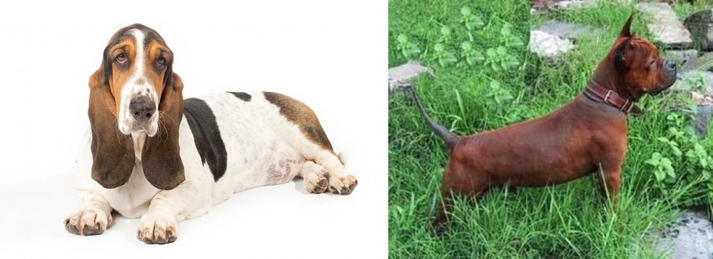Chinese Chongqing Dog vs Basset Hound - Breed Comparison