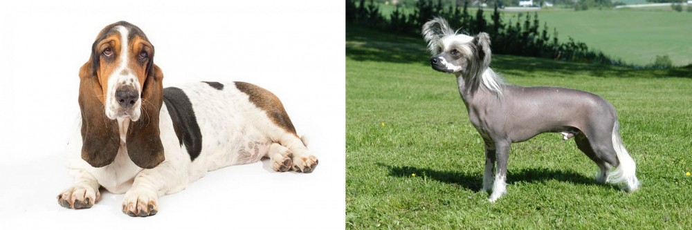 Chinese Crested Dog vs Basset Hound - Breed Comparison