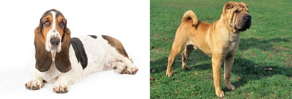 Chinese Shar Pei vs Basset Hound - Breed Comparison