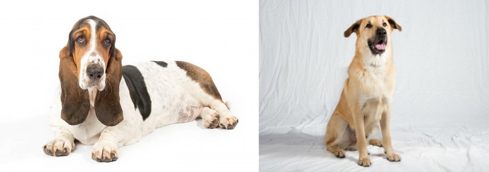 Chinook vs Basset Hound - Breed Comparison