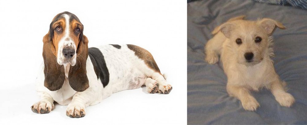 Chipoo vs Basset Hound - Breed Comparison