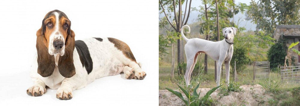 Chippiparai vs Basset Hound - Breed Comparison