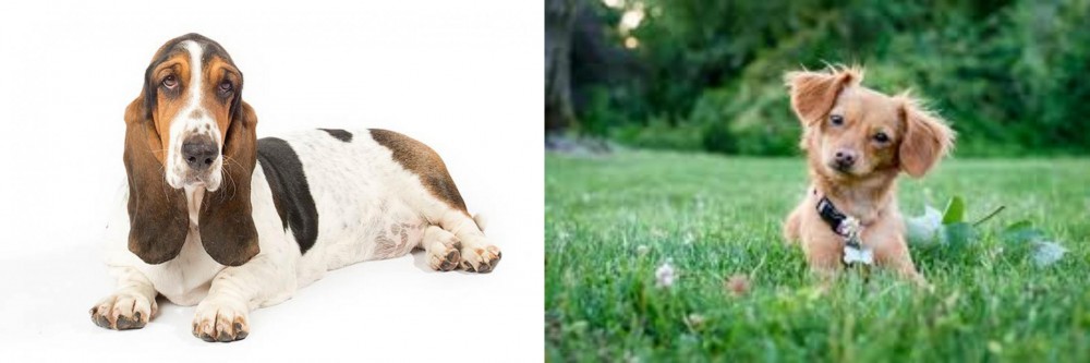Chiweenie vs Basset Hound - Breed Comparison