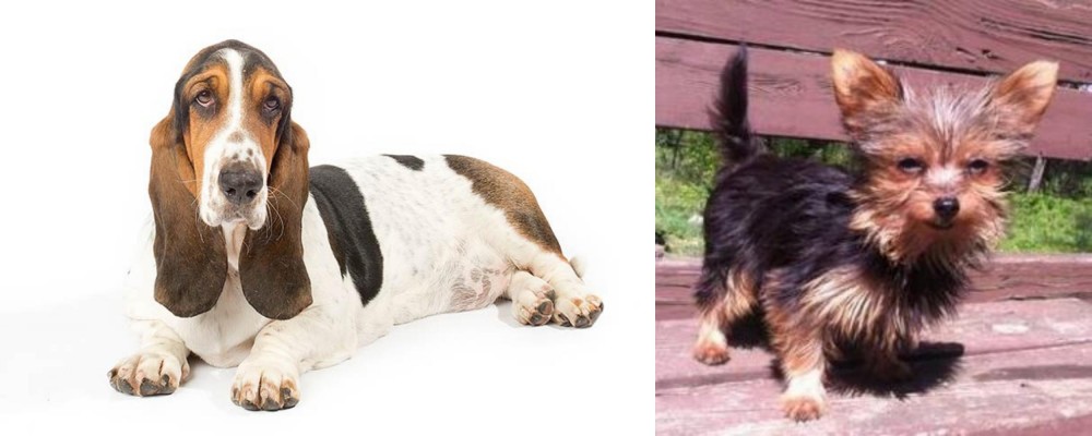 Chorkie vs Basset Hound - Breed Comparison