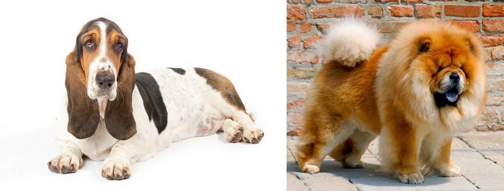 Chow Chow vs Basset Hound - Breed Comparison