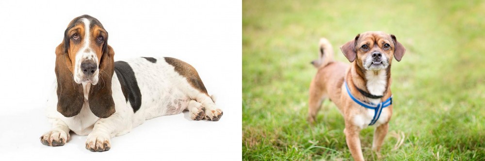 Chug vs Basset Hound - Breed Comparison