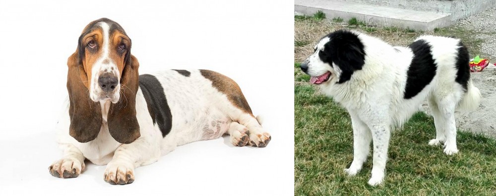 Ciobanesc de Bucovina vs Basset Hound - Breed Comparison
