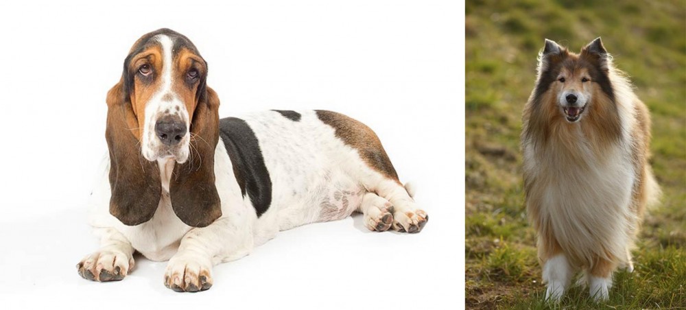 Collie vs Basset Hound - Breed Comparison