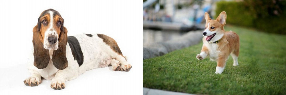 Corgi vs Basset Hound - Breed Comparison