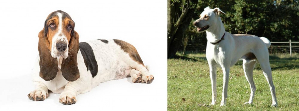Cretan Hound vs Basset Hound - Breed Comparison