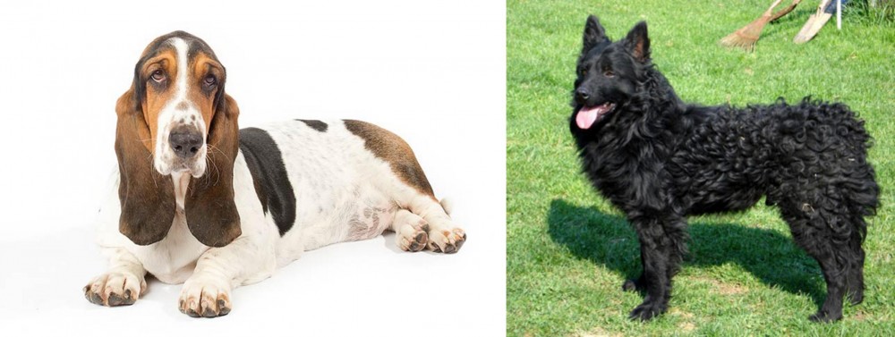 Croatian Sheepdog vs Basset Hound - Breed Comparison