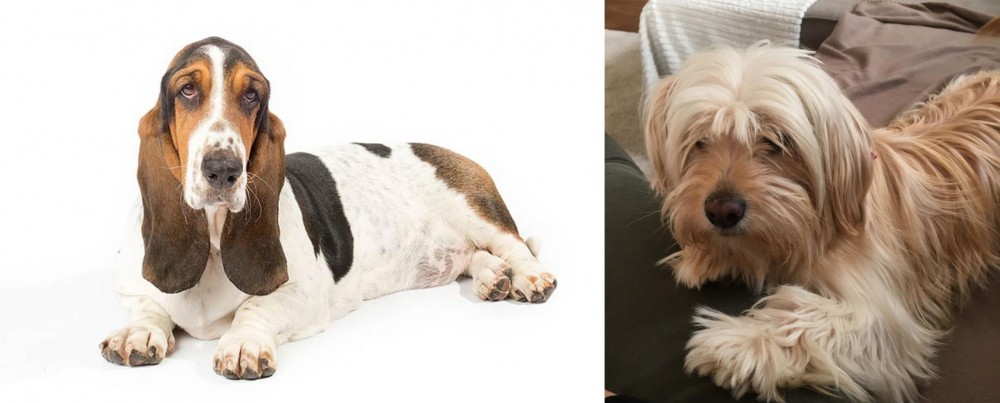 Cyprus Poodle vs Basset Hound - Breed Comparison