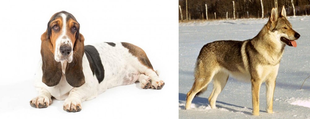 Czechoslovakian Wolfdog vs Basset Hound - Breed Comparison