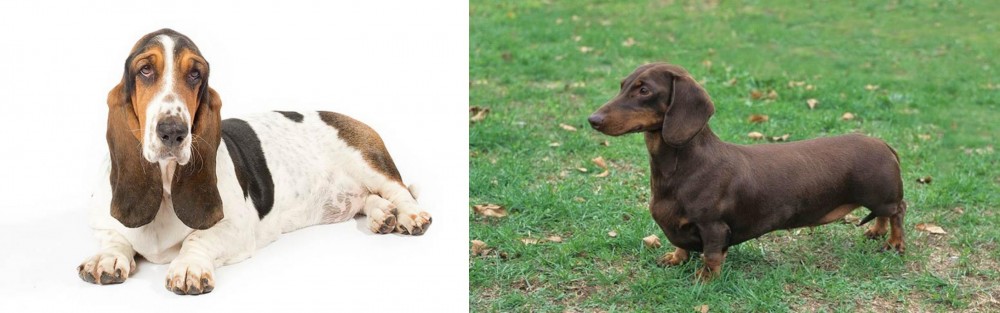 Dachshund vs Basset Hound - Breed Comparison
