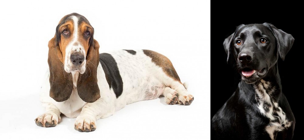 Dalmador vs Basset Hound - Breed Comparison