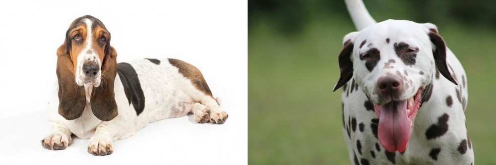Dalmatian vs Basset Hound - Breed Comparison