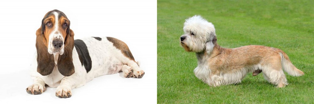 Dandie Dinmont Terrier vs Basset Hound - Breed Comparison