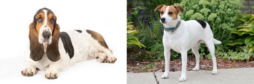 Danish Swedish Farmdog vs Basset Hound - Breed Comparison