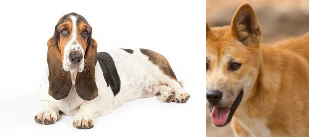 Dingo vs Basset Hound - Breed Comparison