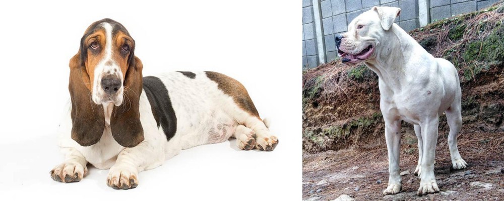 Dogo Guatemalteco vs Basset Hound - Breed Comparison