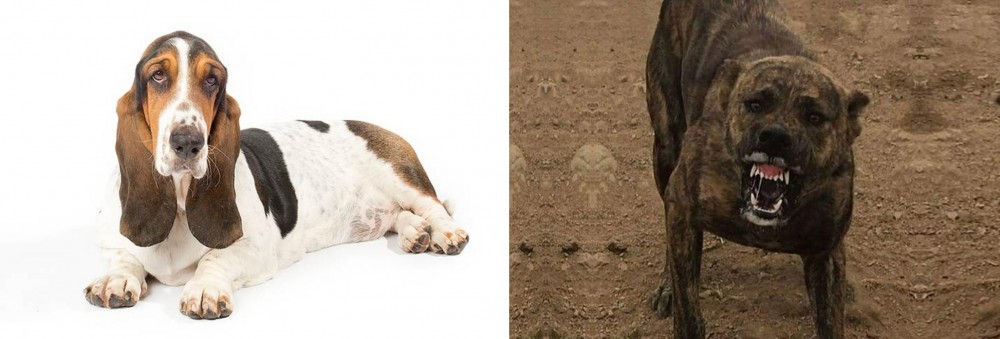 Dogo Sardesco vs Basset Hound - Breed Comparison