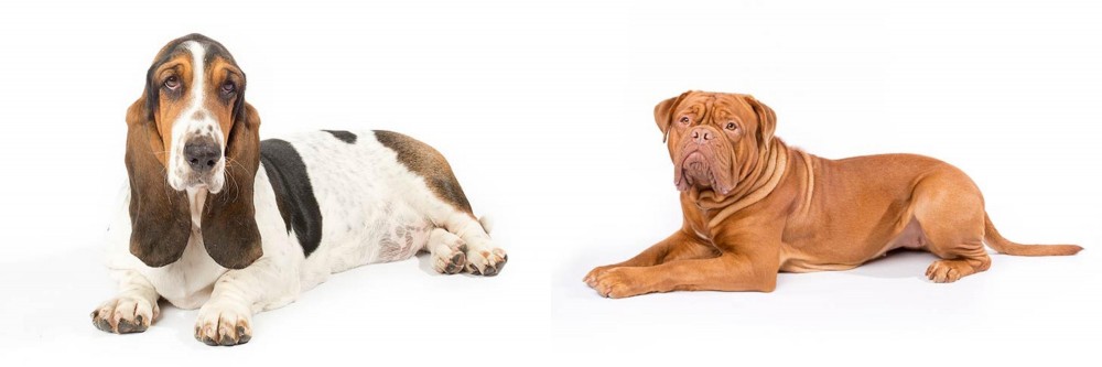 Dogue De Bordeaux vs Basset Hound - Breed Comparison