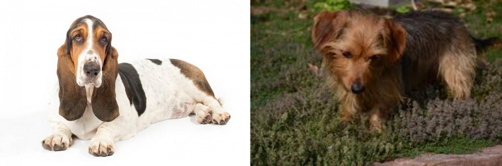 Dorkie vs Basset Hound - Breed Comparison