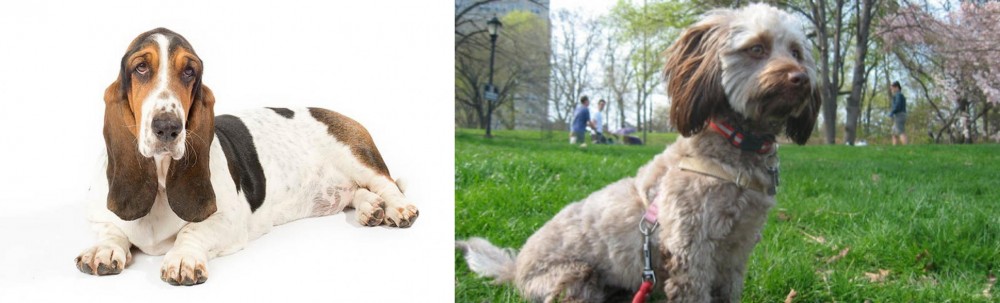 Doxiepoo vs Basset Hound - Breed Comparison
