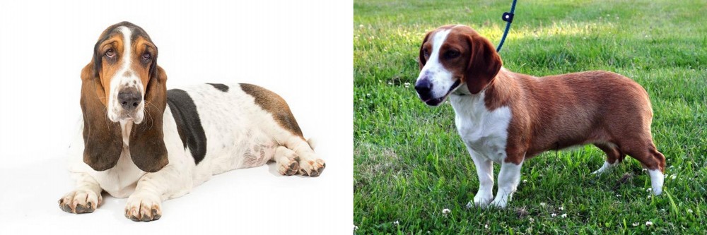 Drever vs Basset Hound - Breed Comparison