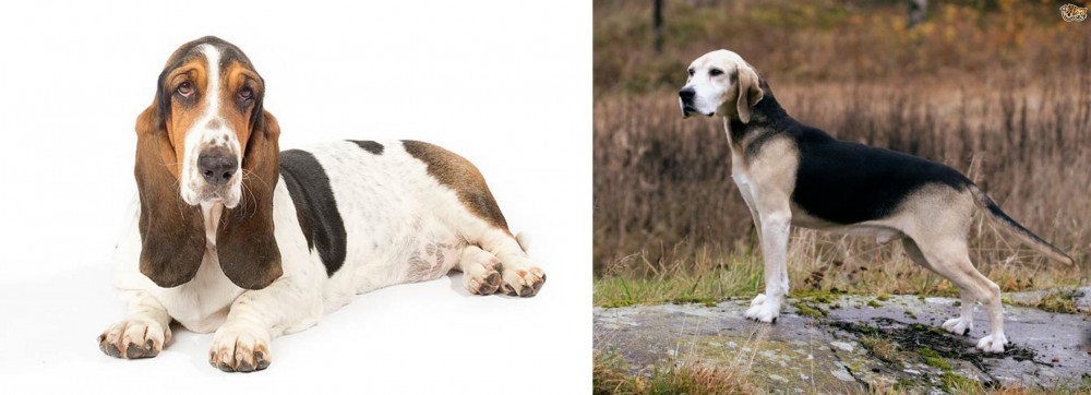 Dunker vs Basset Hound - Breed Comparison