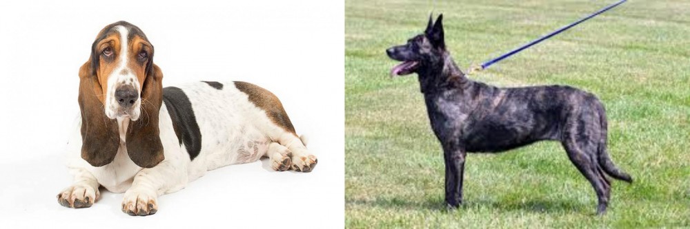 Dutch Shepherd vs Basset Hound - Breed Comparison