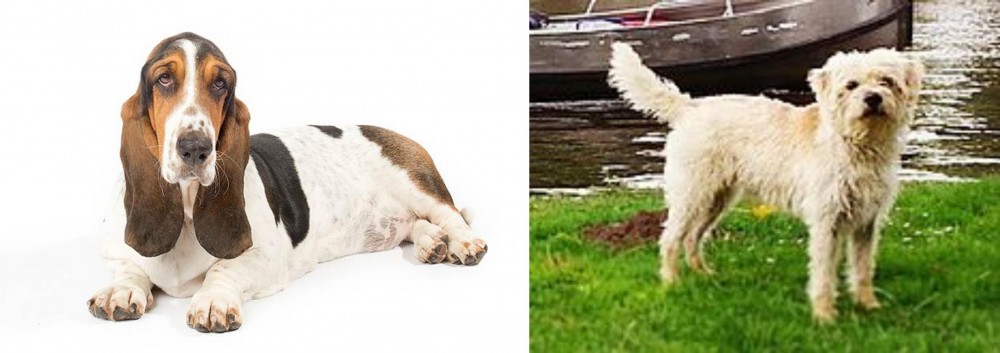 Dutch Smoushond vs Basset Hound - Breed Comparison