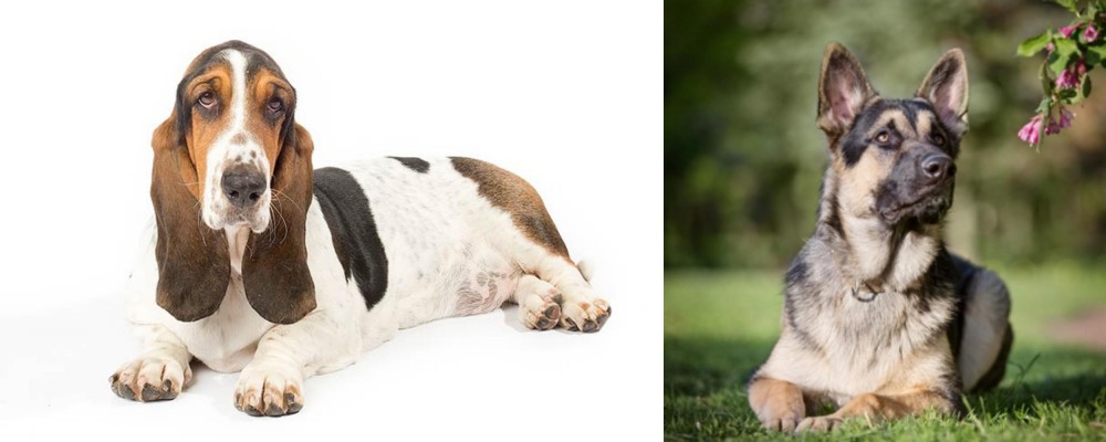 East European Shepherd vs Basset Hound - Breed Comparison