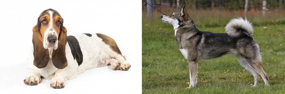 East Siberian Laika vs Basset Hound - Breed Comparison