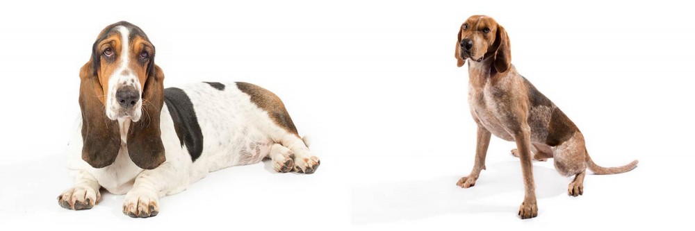 English Coonhound vs Basset Hound - Breed Comparison