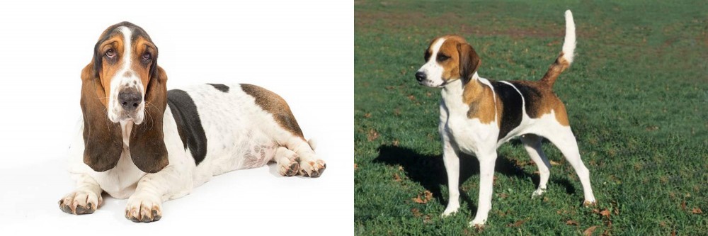 English Foxhound vs Basset Hound - Breed Comparison