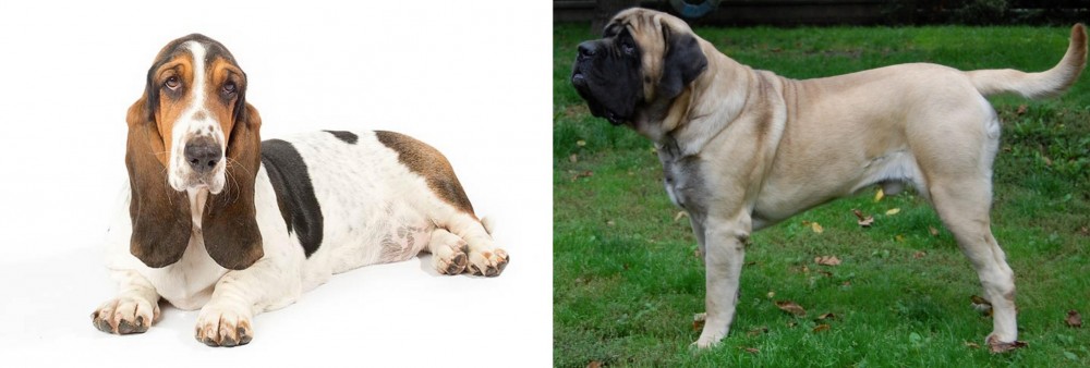 English Mastiff vs Basset Hound - Breed Comparison