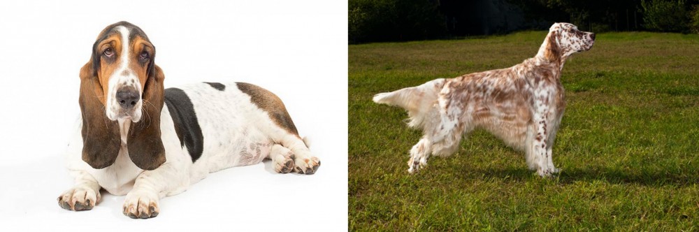 English Setter vs Basset Hound - Breed Comparison
