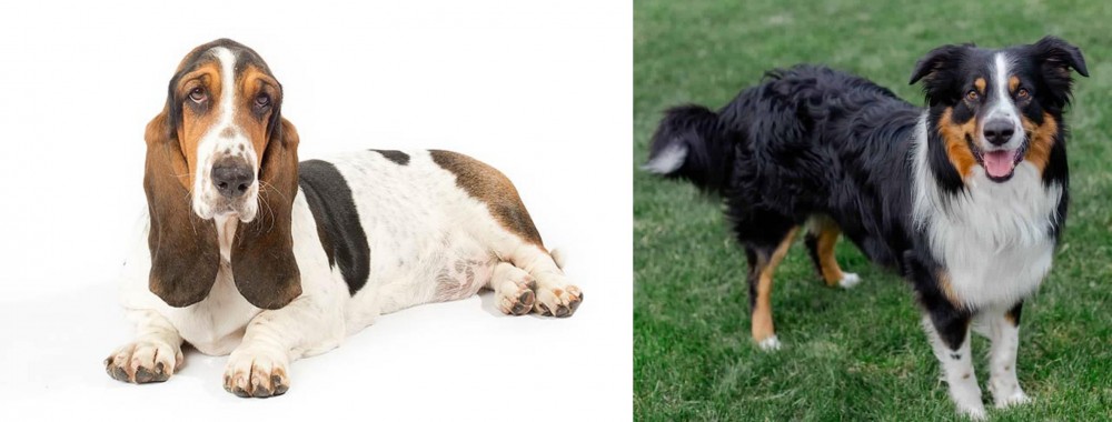 English Shepherd vs Basset Hound - Breed Comparison