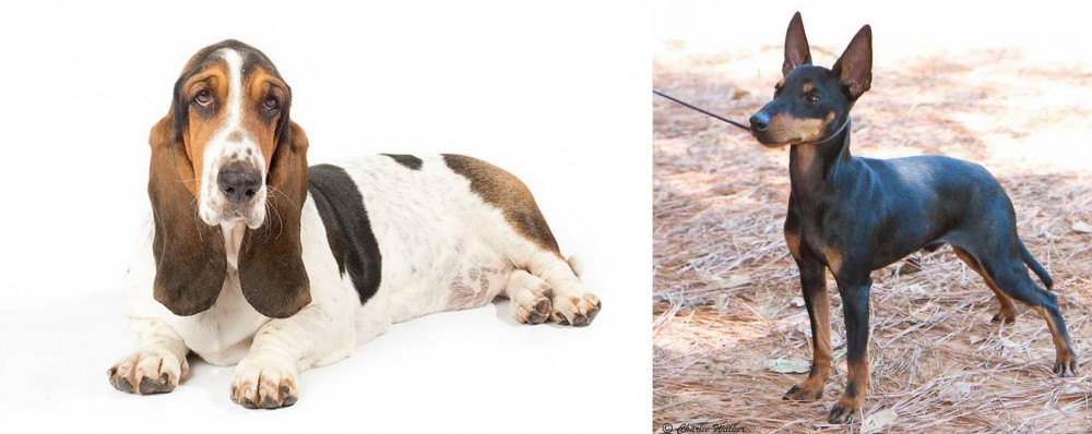 English Toy Terrier (Black & Tan) vs Basset Hound - Breed Comparison